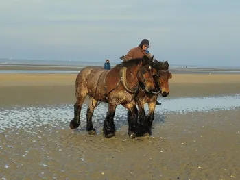 Oostnieuwkerke duinen wandeling in de koude (België)